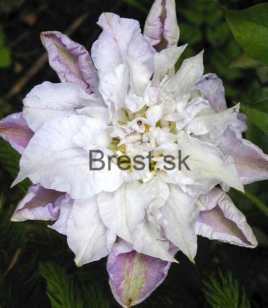 Clematis 'Veronica's Choice'